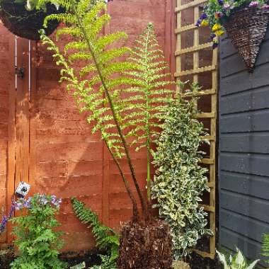 Tasmanian Tree Fern