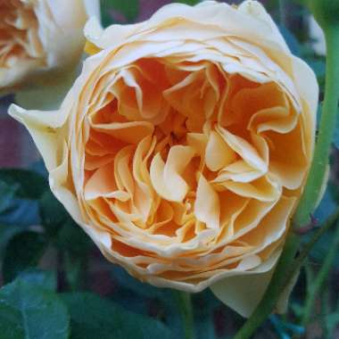 Rose 'Graham Thomas' (Shrub)