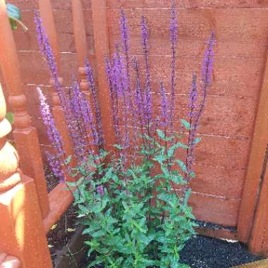 Balkan Clary Sage 'Caradonna'