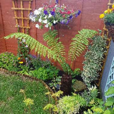 Tasmanian Tree Fern