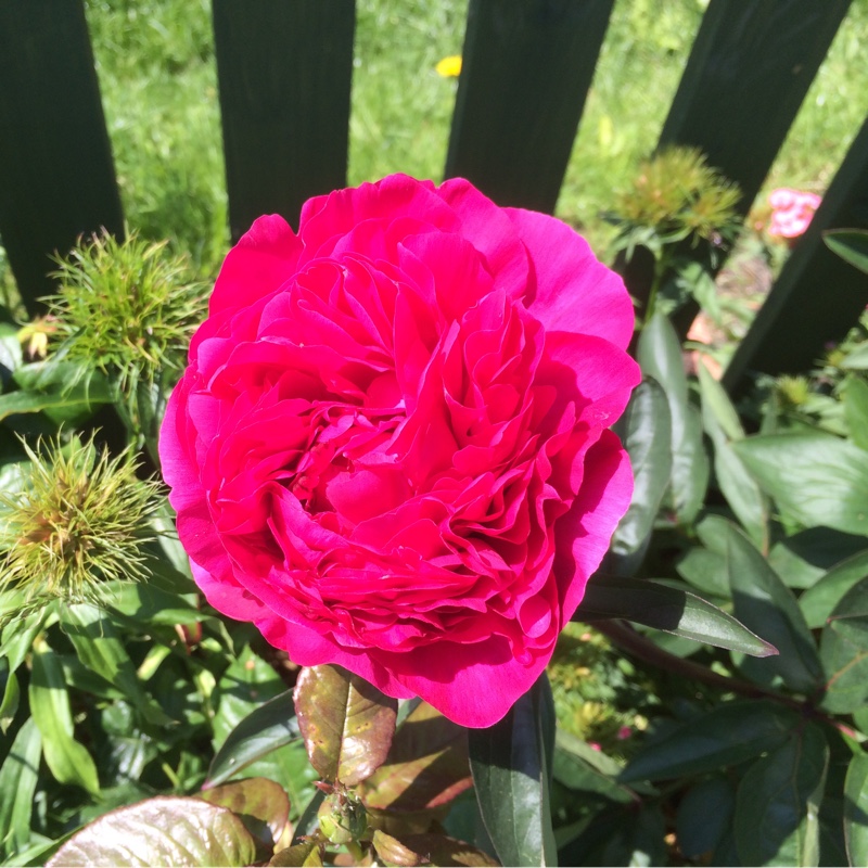 Peony 'Rubra Plena' (Herbaceous)