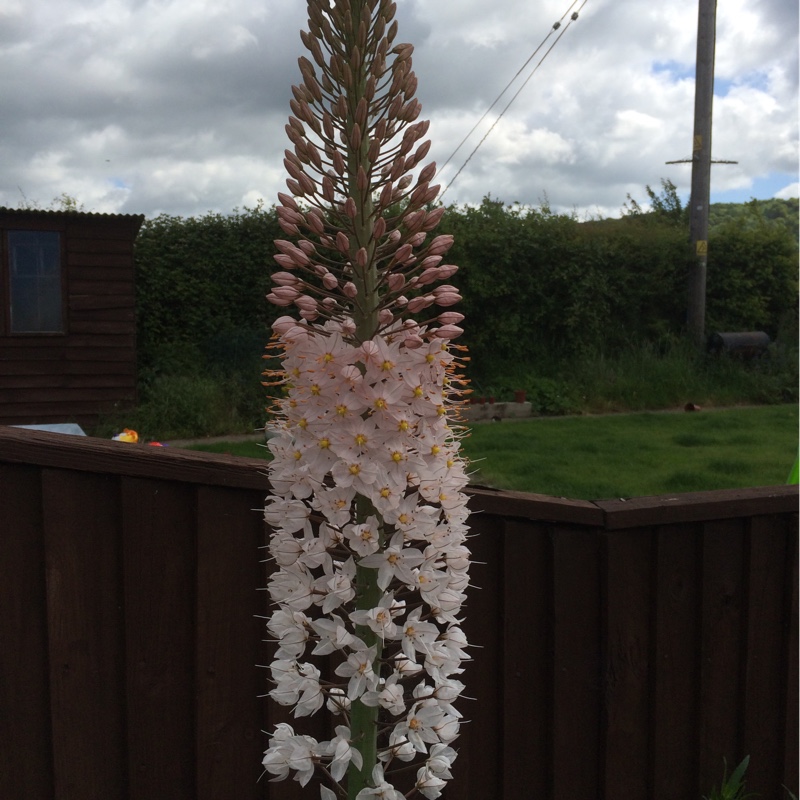 Foxtail Lily 'Pinokkio'