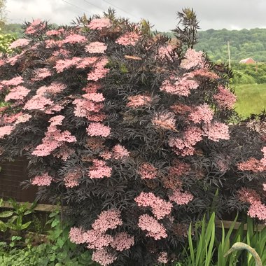 Elder 'Black Lace'