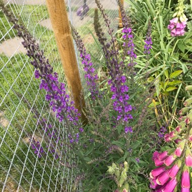 Purple Toadflax