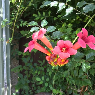 Trumpet Vine