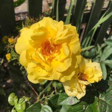 Floribunda Rose 'Golden Wedding'