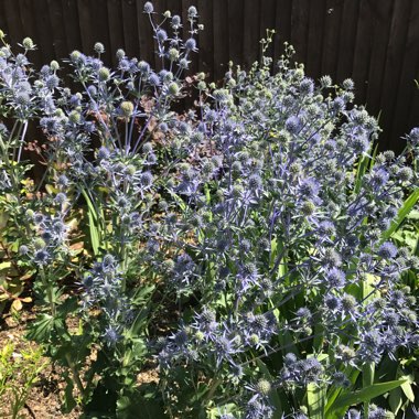 Sea Holly 'Big Blue'