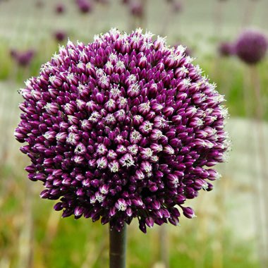 Allium 'Summer Drummer'