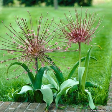 Allium (Species) Schubert's Allium