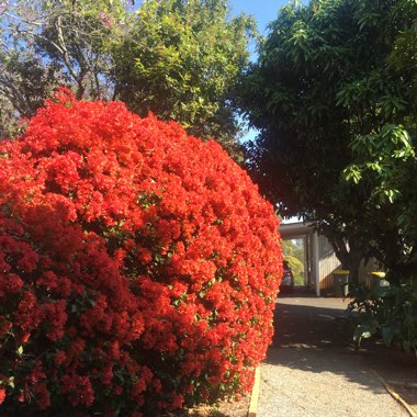 Bougainvillea