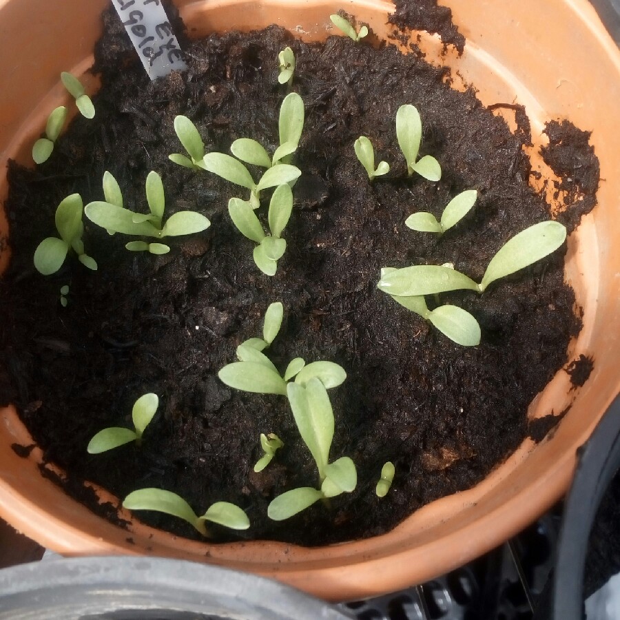 Pot Marigold