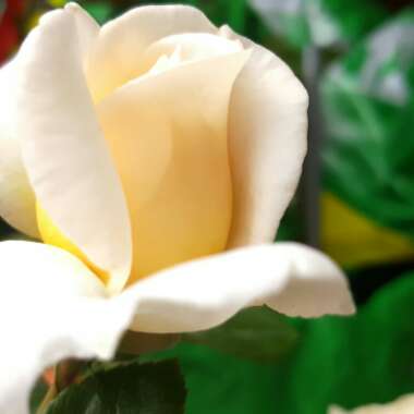 Rose (Hybrid Tea)