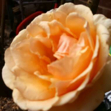 Rose (Hybrid Tea)