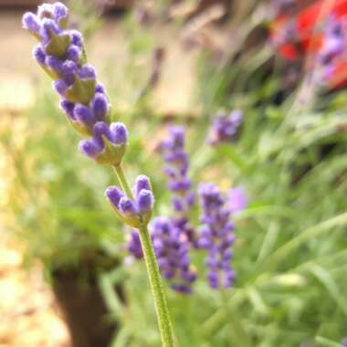 Lavender 'Hidcote'