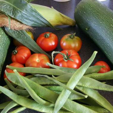 Tomato 'Marmande' (Beefsteak Tomato)