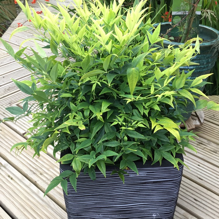 Plant image Nandina Domestica 'Woods Dwarf'