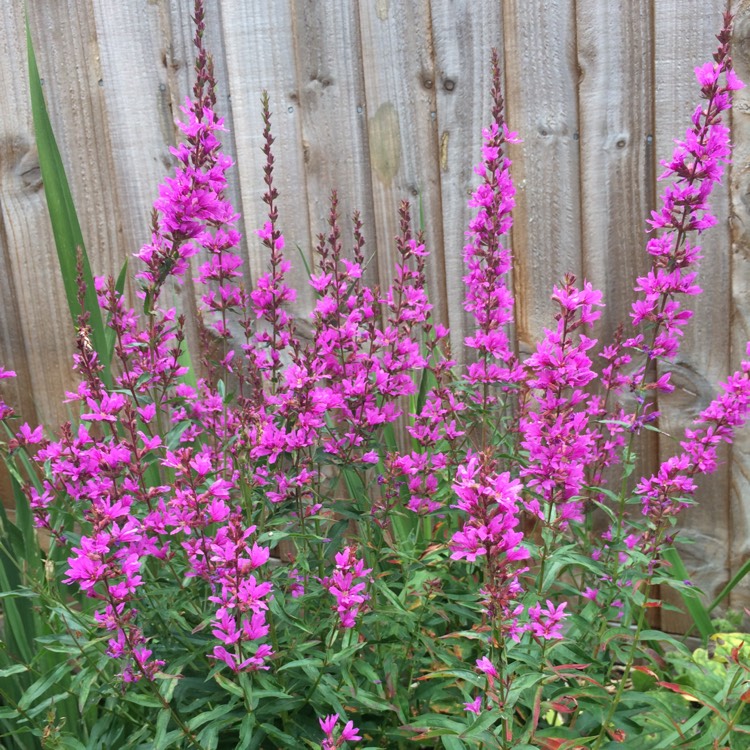 Plant image Lythrum Virgatum 'Dropmore Purple'