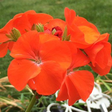 Pelargonium 'Maverick Orange' (Zonal)