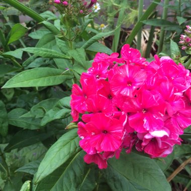 Phlox paniculata