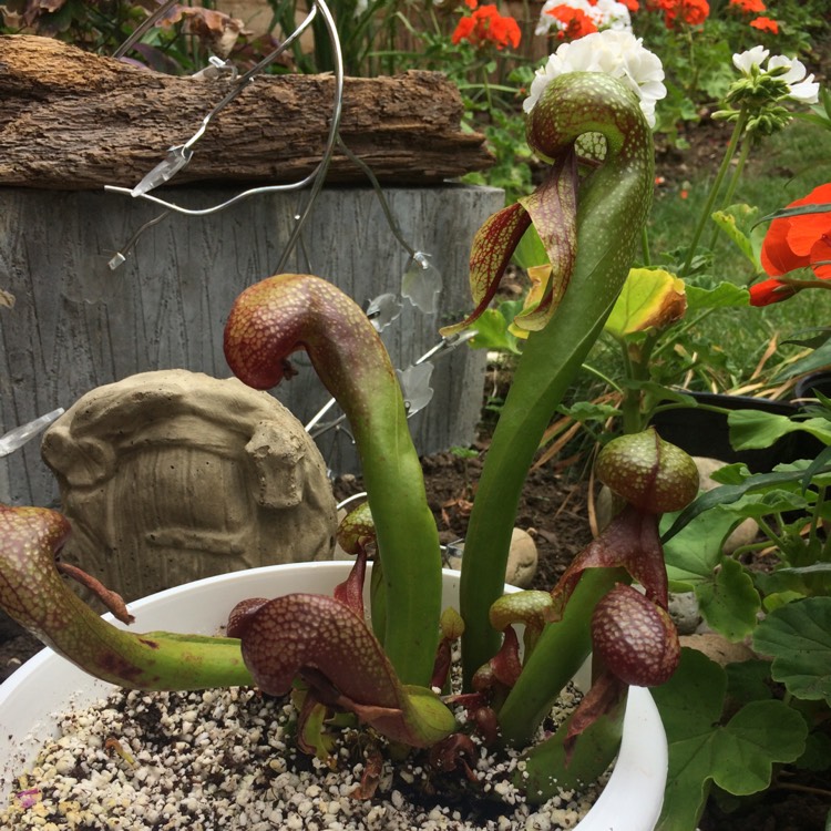 Plant image Darlingtonia californica