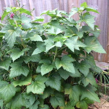 Blackcurrant 'Titania'