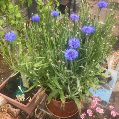 Cornflower