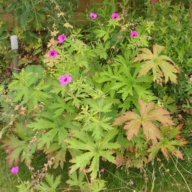 Cranesbill (Geranium)