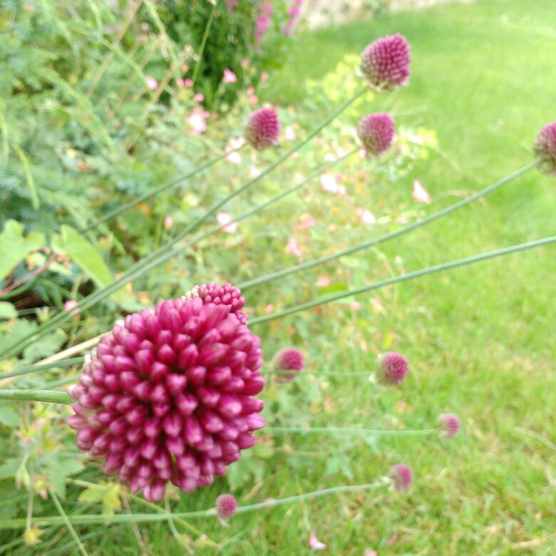 Allium