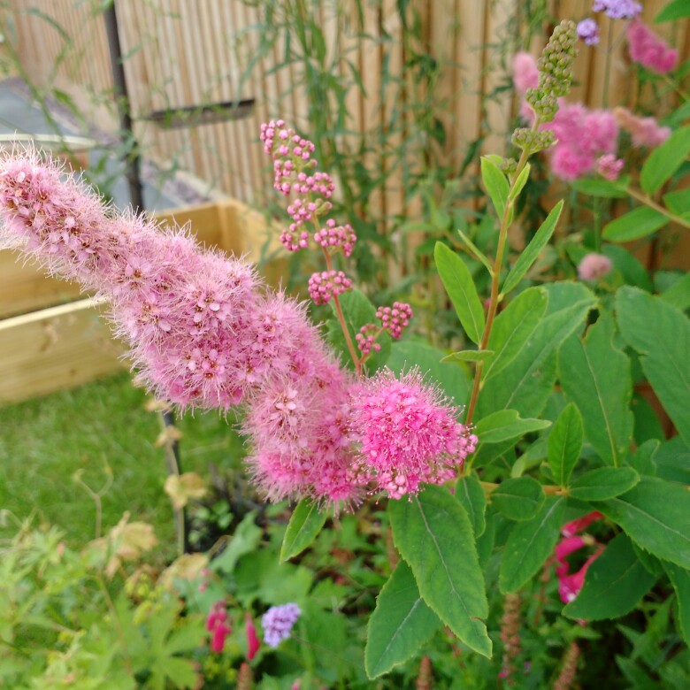 Plant image Veronica spicata 'Ulster Blue Dwarf'