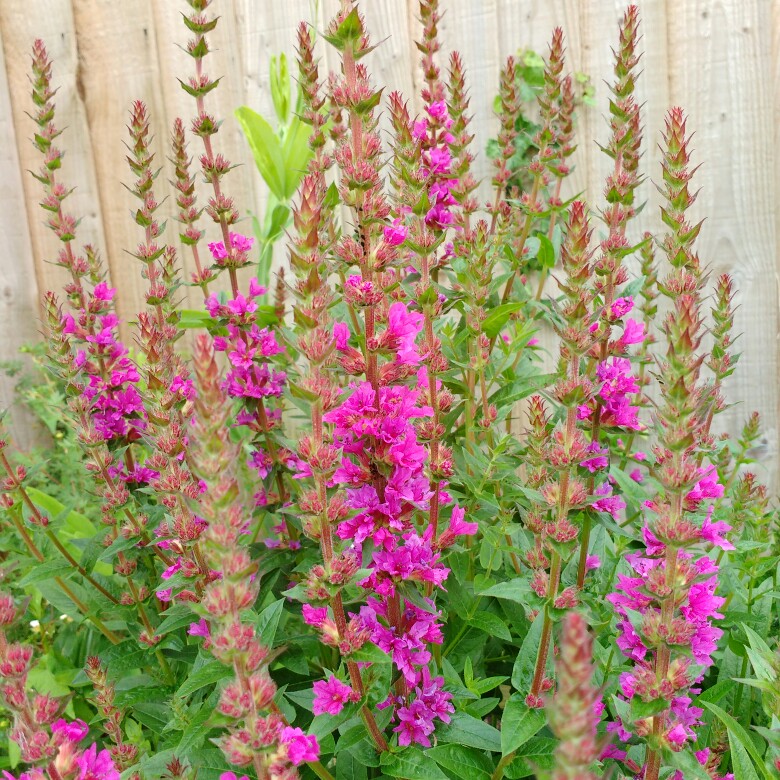 Purple loosestrife