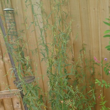 Prairie Mallow