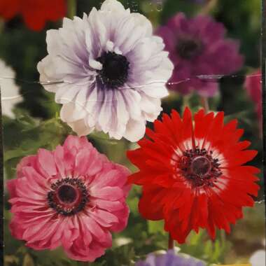 Poppy Flowered Anemone 'St Brigid' (Mix)