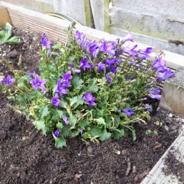 Dalmation Bellflower 'Ambella'