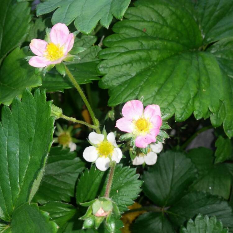 Plant image Fragaria x ananassa 'Toscana'