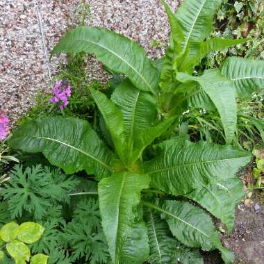 Dipsacus fullonum syn. Dipsacus sylvestris