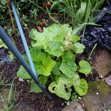 Alcea rosea  syn. Althaea rosea