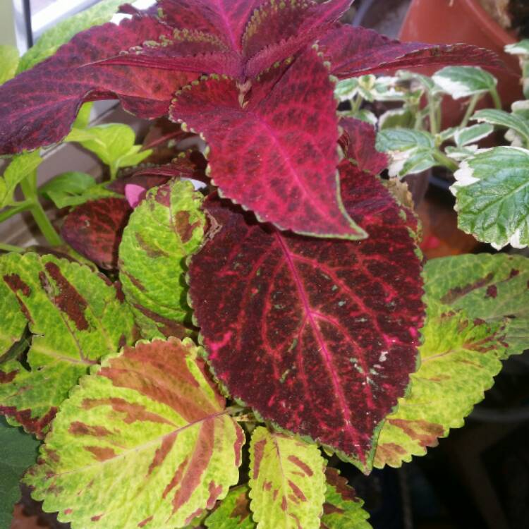 Plant image Plectranthus scutellarioides 'Scatter Splatter'