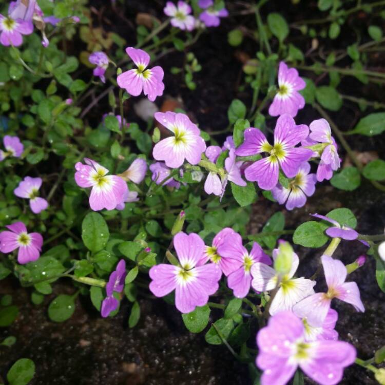 Plant image Malcolmia maritima