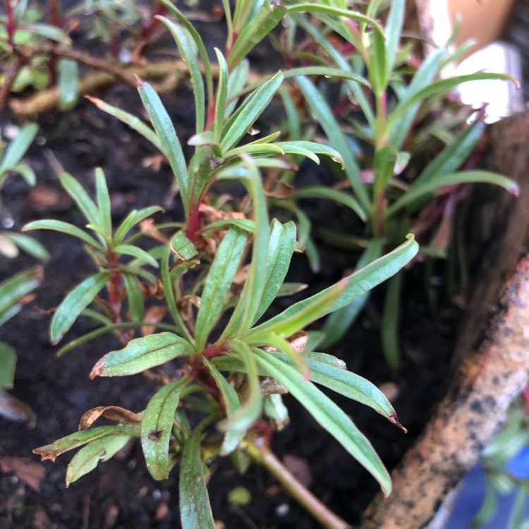 Plant image Penstemon 'Electric Blue'