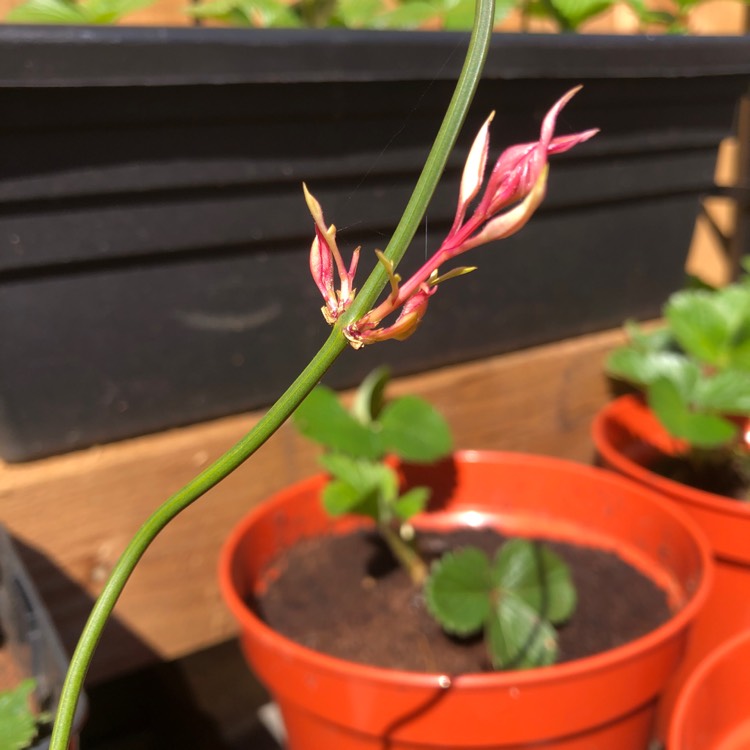 Plant image Jasminum x stephanense