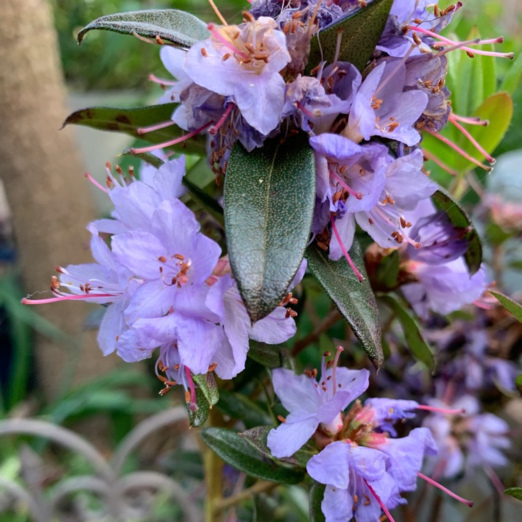 Plant image Rhododendron 'Blue Tit'