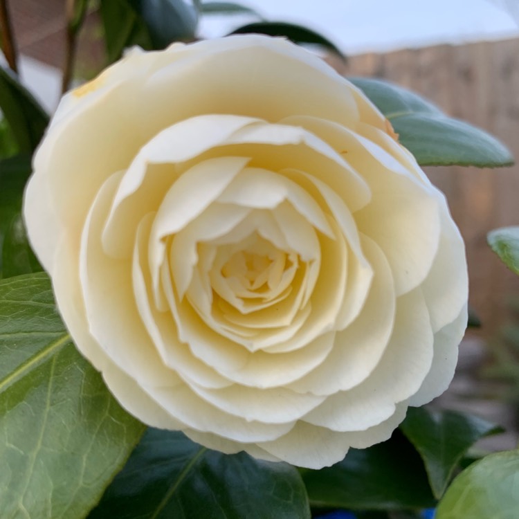 Plant image Camellia japonica 'Dahlohnega' syn. Camellia japonica 'Golden Anniversary'