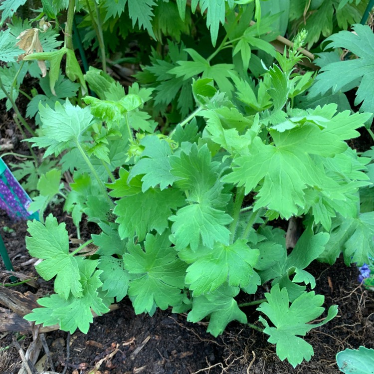 Plant image Delphinium 'Excalibur Light Blue'