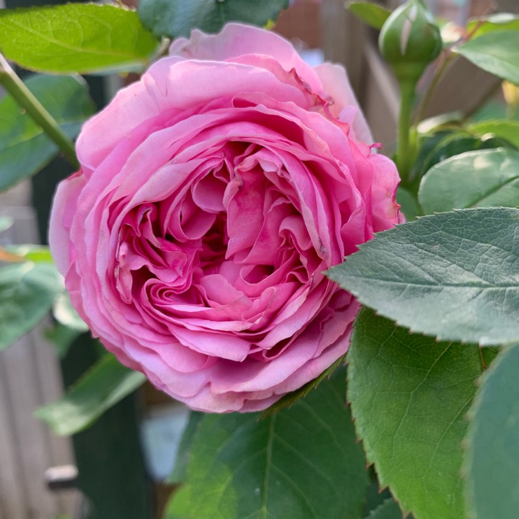 Plant image Rosa 'Austiger' syn. Rosa 'Queen of Sweden'