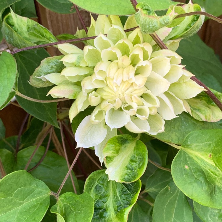 Plant image Clematis 'Duchess of Edinburgh'