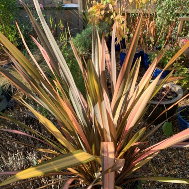 Phormium 'Flamingo'