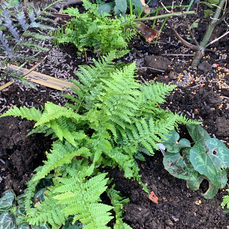 Plant image Dryopteris affinis 'Crispa'