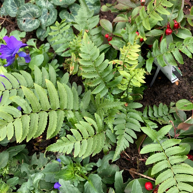 Plant image Dryopteris atrata cycadina