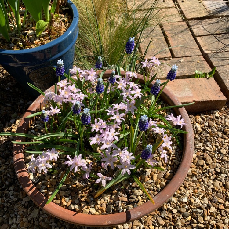 Plant image Muscari armeniacum 'Touch of Snow'