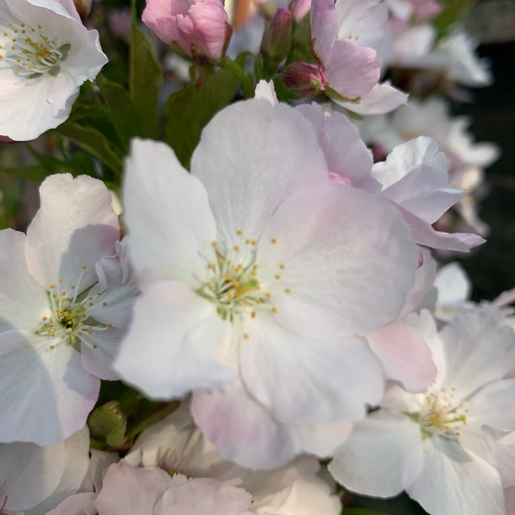 Plant image Prunus Serrulata 'Amanogawa'